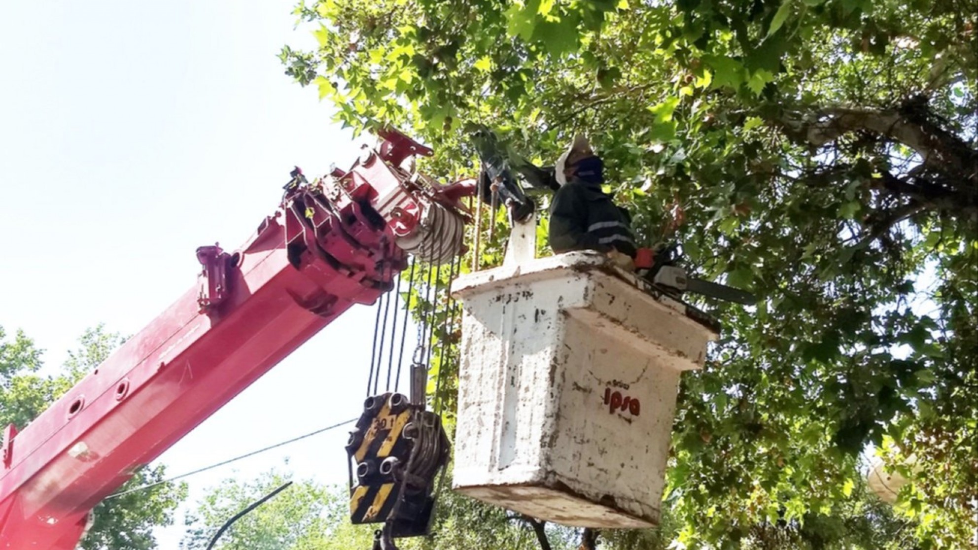 La Ciudad de Mendoza continúa trabajando para mejorar su arbolado